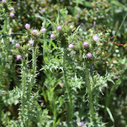 Carduus tenuiflorus iNat (2)