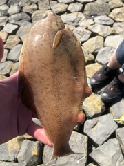 Limanda limanda