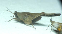 Eomorphopus