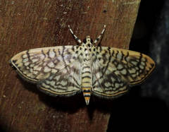 Haritalodes