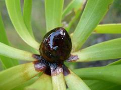 Leucadendron microcephalum