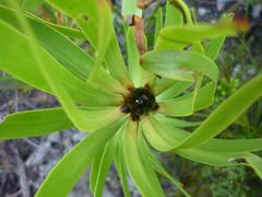 Leucadendron microcephalum