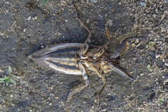 Lethocerus annulipes