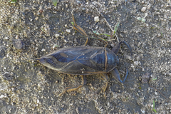 Lethocerus annulipes