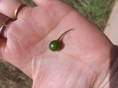Capsicum cardenasii