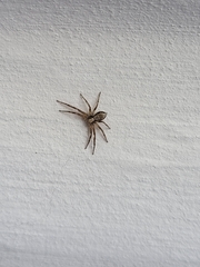Philodromus aureolus