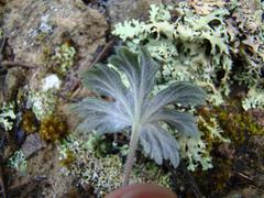 Pelargonium articulatum