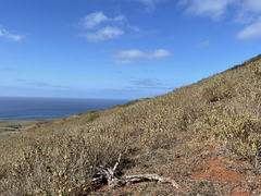 Brickellia peninsularis
