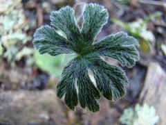 Pelargonium articulatum