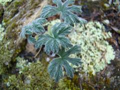 Pelargonium articulatum