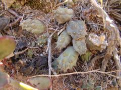 Duvalia caespitosa caespitosa