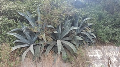 Agave cordillerensis