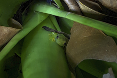 Phyllodytes luteolus