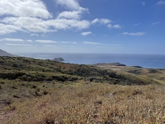 Brickellia peninsularis