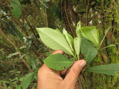 Cybianthus iteoides