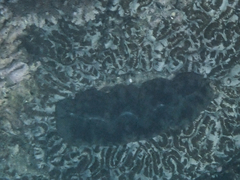 Tridacninae