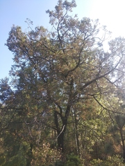 Juniperus deppeana deppeana