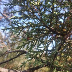 Juniperus deppeana deppeana