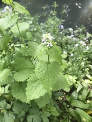 Alliaria petiolata