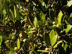 Phillyrea latifolia media