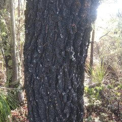 Juniperus deppeana deppeana