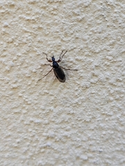Diptera