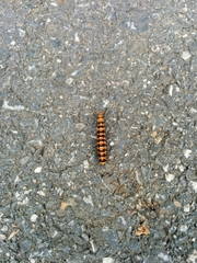 Nyctemera lacticinia