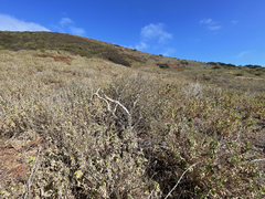 Brickellia peninsularis