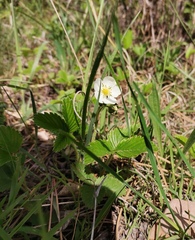 Fragaria