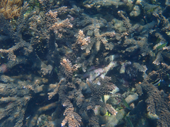 Acropora florida