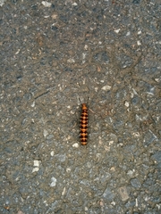 Nyctemera lacticinia