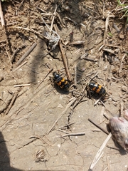 Nicrophorus antennatus