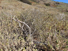 Brickellia peninsularis