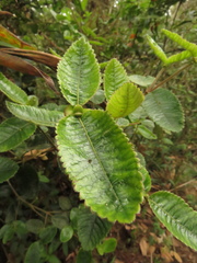 Weinmannia rollottii