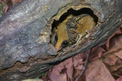 Gracilinanus microtarsus