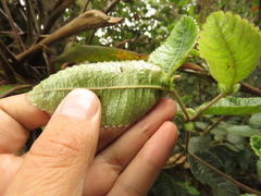 Weinmannia rollottii