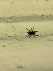 Araneomorphae