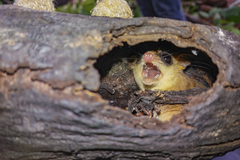 Gracilinanus microtarsus