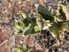 Brickellia peninsularis