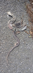 Zamenis longissimus