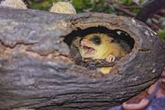 Gracilinanus microtarsus