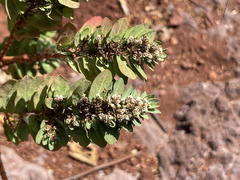 Euphorbia anthonyi