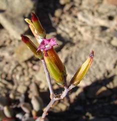 Adromischus filicaulis