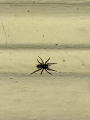Araneomorphae