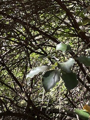 Cryptocarya latifolia