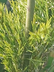 Thamnochortus cinereus