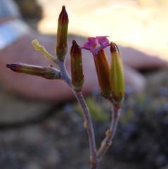 Adromischus filicaulis
