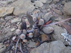 Adromischus filicaulis