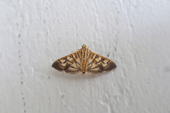 Arthromastix lauralis