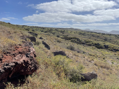 Brickellia peninsularis